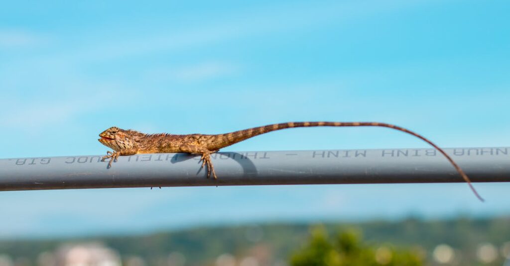 龍神様が奇跡の前兆として送る5つのサインやお告げを象徴する神秘的な空のイメージ。